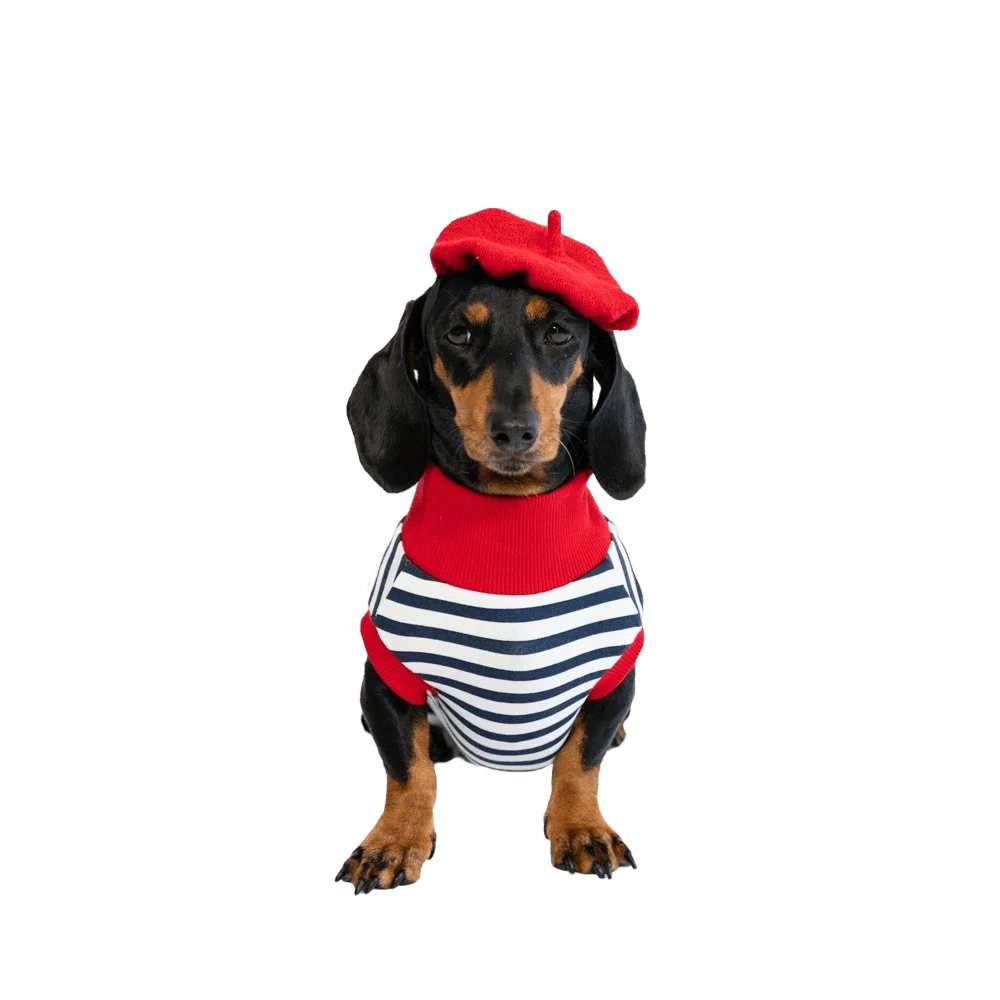 Teckel de la marque Lucienne la Parisienne portant un béret rouge et une marinière