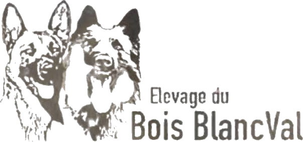 Logo de l'Élevage du Bois Blanc Val représentant deux bergers belges